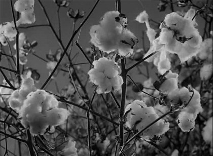 Poster for Short - The Old South